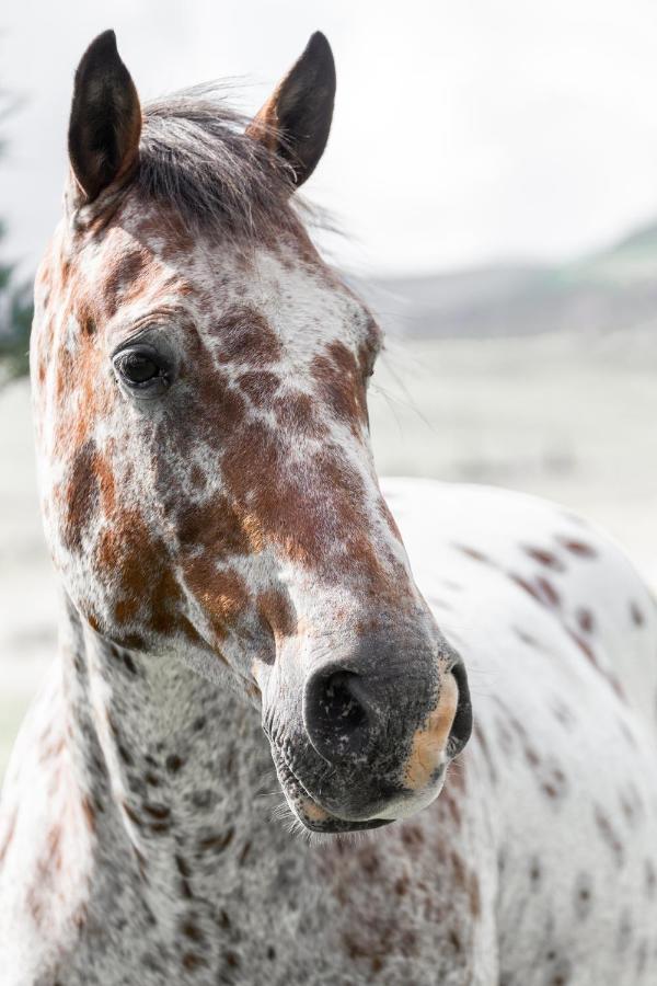 Wild Horses Lodge Harrismith Ngoại thất bức ảnh
